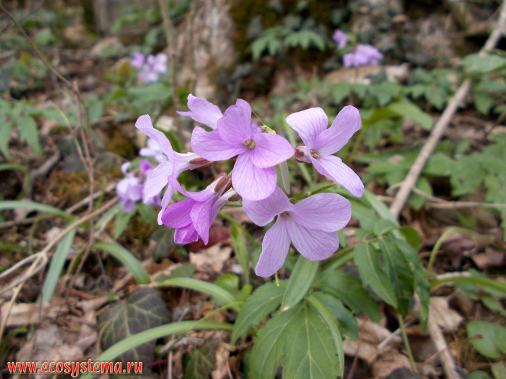 The flowers of the Five-leaflet bitter-cress, or Showy toothwort (Dentaria pentaphyllos = Cardamine pentaphyllos) in the deciduous forest with a predominance of Oak (Quercus) and full cover of primroses