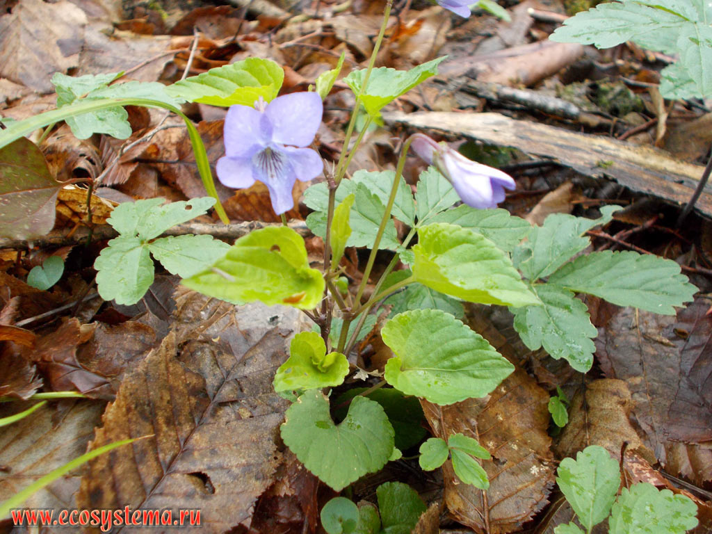 Фиалка собачья (Viola canina) в широколиственном лесу с преобладанием бука (Fagus)