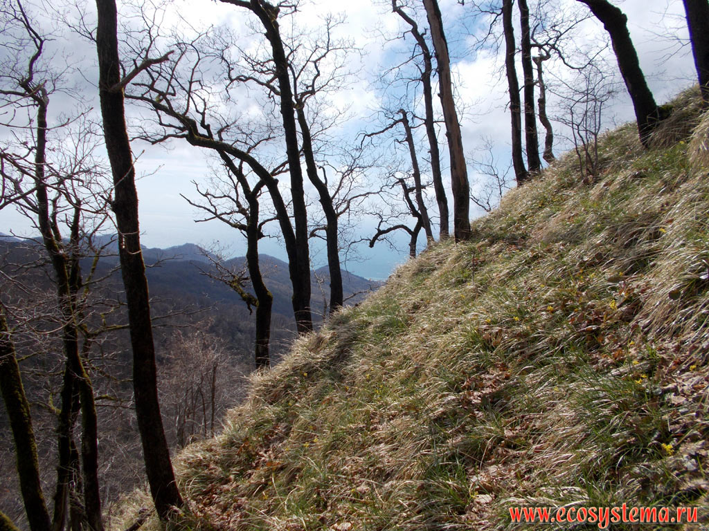 Broad-leaved forest with predominance of Oak (Quercus) on the steep slope of the foothills of the North-Western Caucasus Mountains, as well as the Black Sea coast in the distance