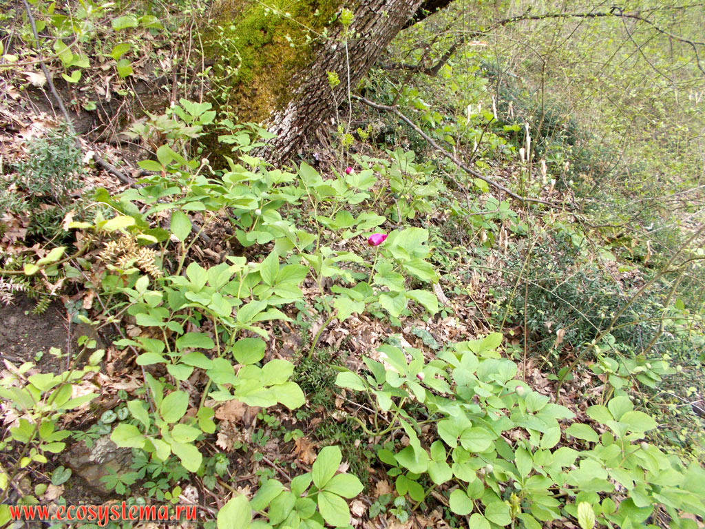 Caucasian Peony (Paeonia caucasica) and Ruscus in a low-mountain broad-leaved forest with a predominance of Oak (Quercus) in the foothills of the North-Western Caucasus Mountains