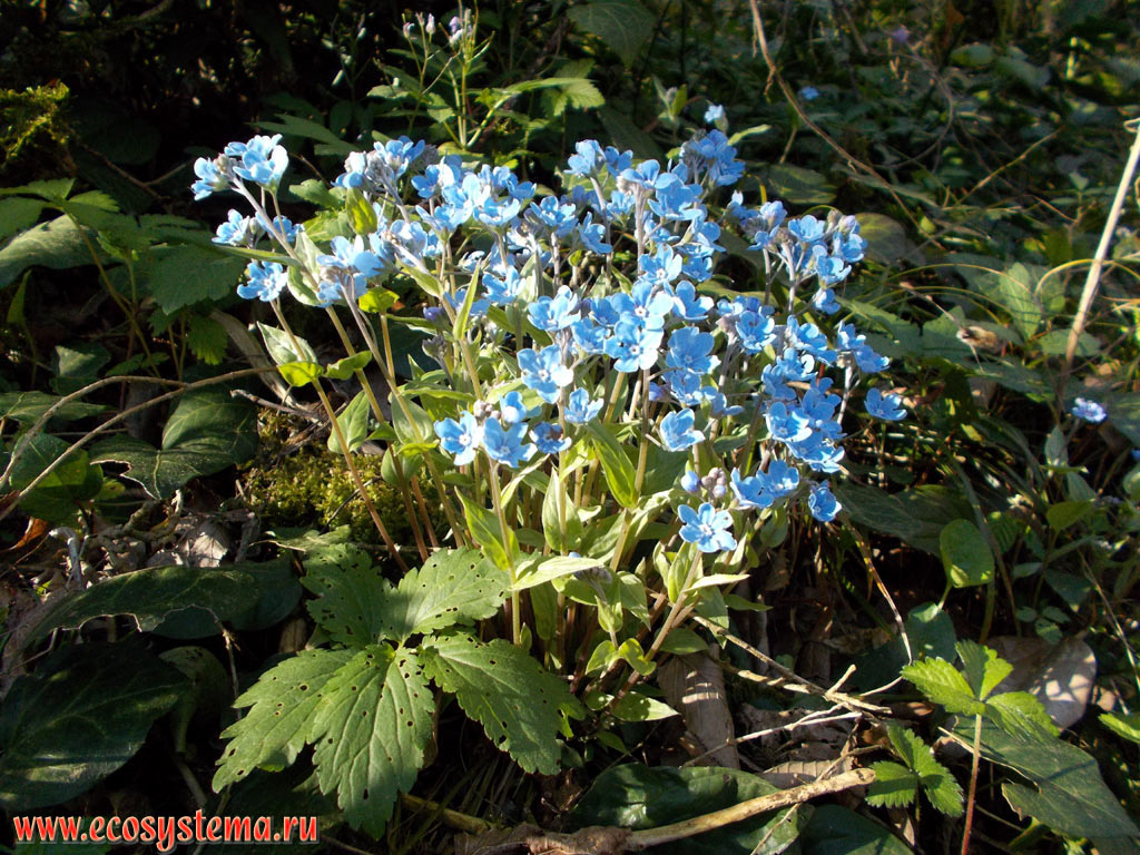 Water, or True forget-me-not (Myosotis scorpioides) in deciduous forest in the foothills of the North-West Caucasus mountains