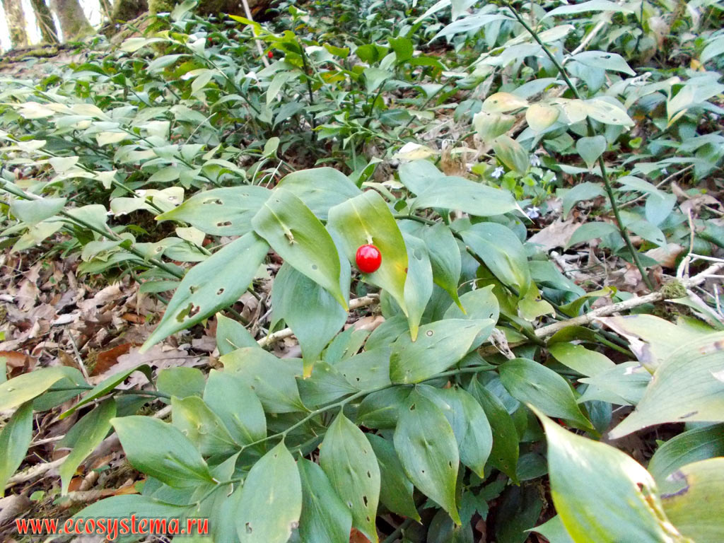 Spineless butcher's-broom, or Mouse thorn, or Horse tongue lily (Ruscus colchicus) with fruit (berry) in a deciduous forest with predominance of Oak (Quercus) and Box, or Boxwood (Buxus colchica) on the slopes of the river Khosta gorge