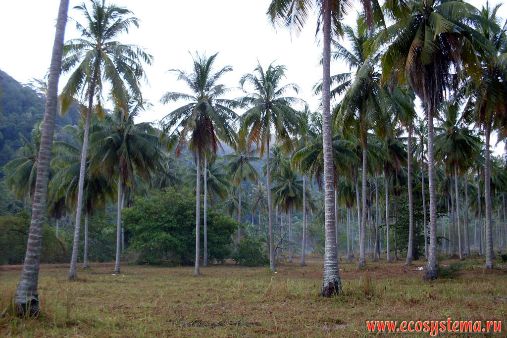 Coconut palm (Cocos nucifera) forest on the foothills of the Sankalakhiri Range (the southern mountain system of the Indochina and Malay Peninsula)