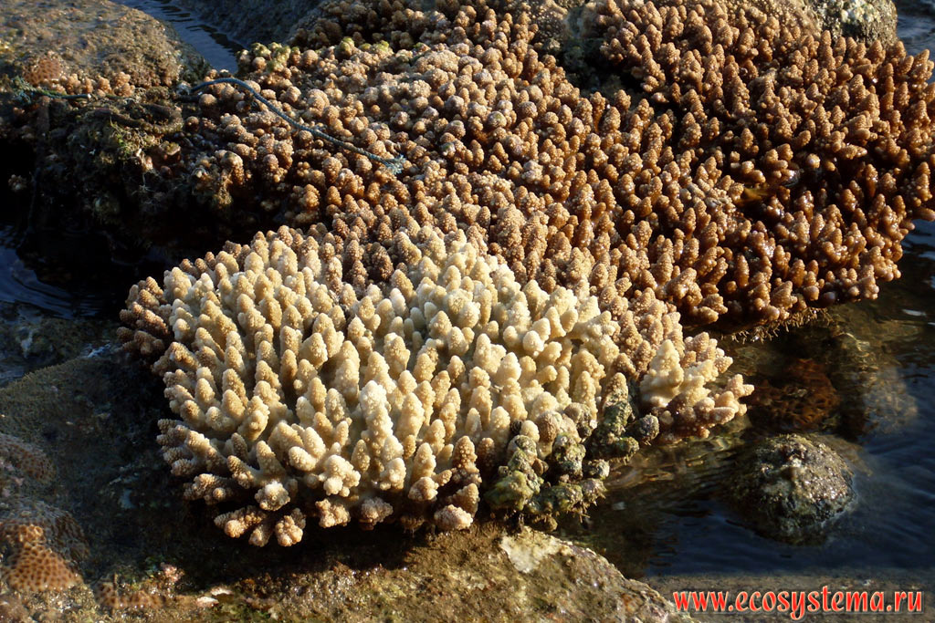 Ветвистые коралловые полипы (вероятно род Pocillopora, семейство Pocilloporidae) во время отлива на литорали залива Молай (Ao Molae, Molae Bay) на побережье Малаккского пролива Андаманского моря