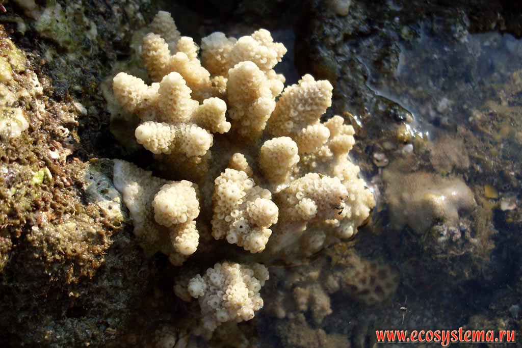Колония ветвистых кораллов (вероятно род Pocillopora, семейство Pocilloporidae) во время отлива на литорали залива Молай (Ao Molae, Molae Bay) на побережье Малаккского пролива Андаманского моря