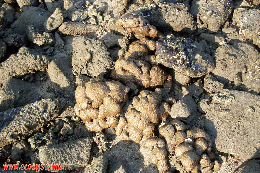 Коралы-мозговики (вероятно род Goniastrea, семейство Faviidae), покрытые илом, на литорали во время отлива в заливе Молай (Ao Molae, Molae Bay) на побережье Малаккского пролива Андаманского моря