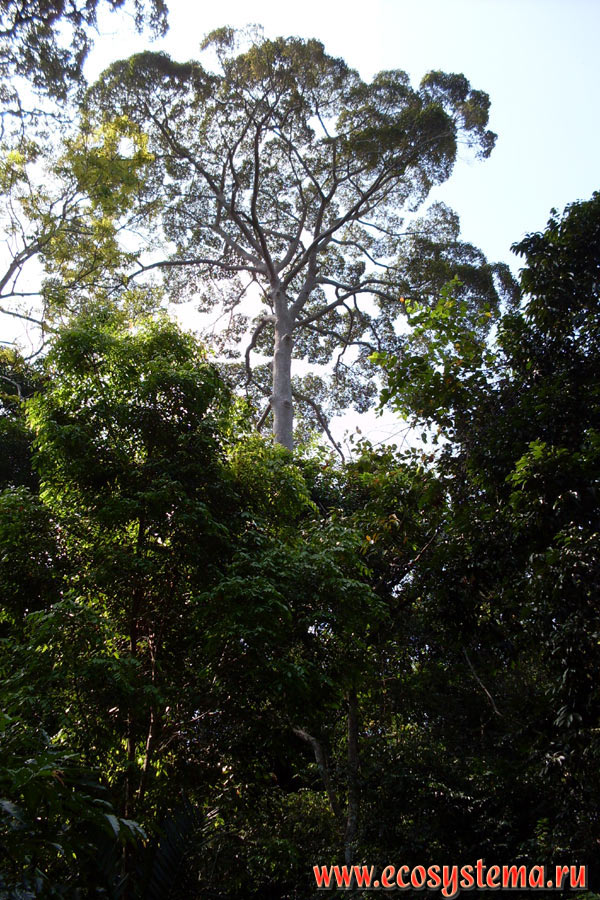 Tropical rainforest with high eucalypt tree (genus Eucalyptus) on the watershed of the Tarutao Island (Ko Tarutao) in the Malacca Strait of Andaman Sea