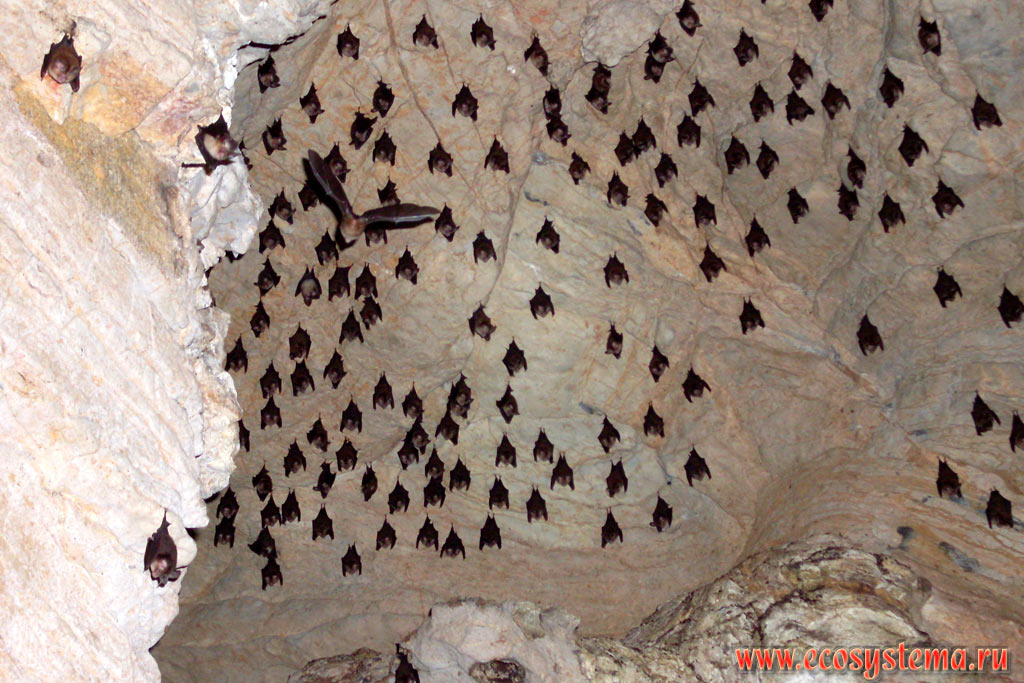 Колония летучий мышей - подковоносов (семейство Rhinolophidae) в Крокодиловой пещере (Crocodile Cave) на севере острова Тарутао