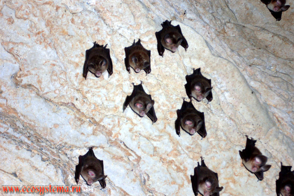 Horseshoe bats (family Rhinolophidae) hanging on the walls of the Crocodile Cave in the North of the Tarutao Island (Koh Tarutao)