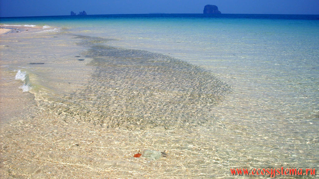 Dense flock of fish in the littoral waters of the zone of the Bulon Lae Island (Koh Bulon Lae) in the Malacca Strait of Andaman Sea