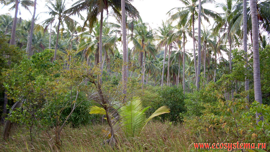 Лес из кокосовых пальм (Cocos nucifera) с возобновляющимся подростом на берегу острова Тау, или Ко Тао (Koh Tao) на побережье Сиамского залива Южно-Китайского моря
