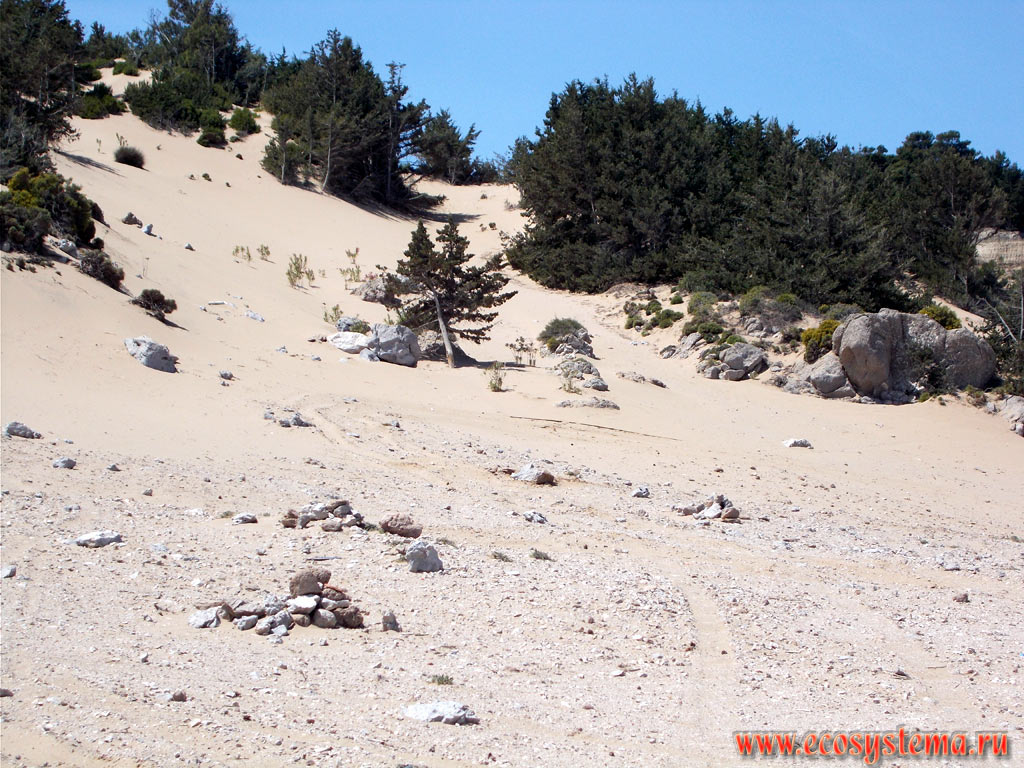 Sand dunes, overgrown with light-coniferous forest on the Mediterranean coast on the edge of the Tsampika Beach