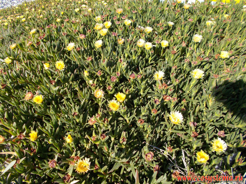 Суккулентное растение карпобротус съедобный, или кислая фига (Carpobrotus edulis, семейство Аизовые, или Аизооновые - Aizoaceae) с цветками на краю галечного пляжа на северо-западном побережье острова Родос