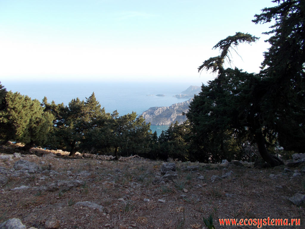 View of the capes and bays on the Eastern (Mediterranean) coast of Rhodes island in the area of Tsampika Beach and the island of Archangelos in the distance, as well as light coniferous forest with a predominance of Juniper trees (Juniperus) in the foreground
