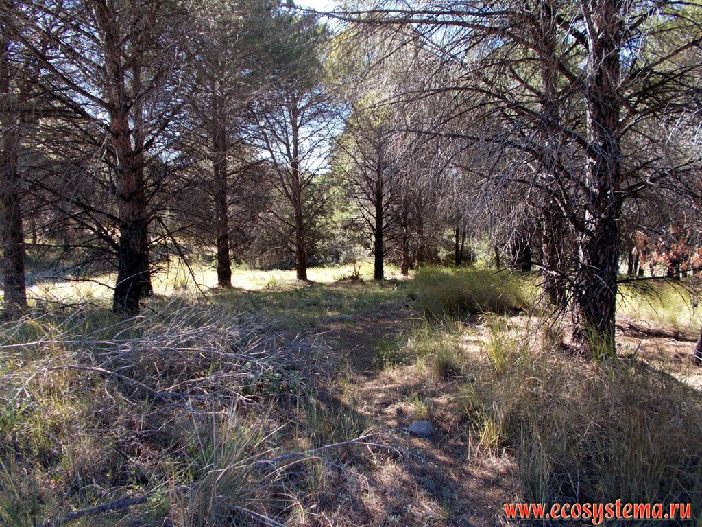Light coniferous forest with predominance of Calabrian, or Turkish Pine (Pinus brutia) on the flat peaks of low mountains on the Eastern (Mediterranean) coast of the island of Rhodes in the area of Faliraki
