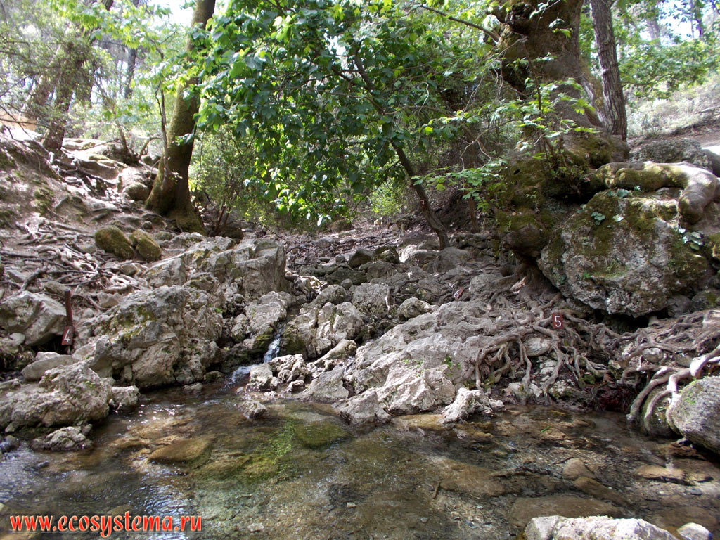 Water spring and small stream in the light-coniferous (pine) forest on the slopes of the low mountains on the Eastern (Mediterranean) coast of the island of Rhodes near the city of Kolympia, a natural site Seven Springs