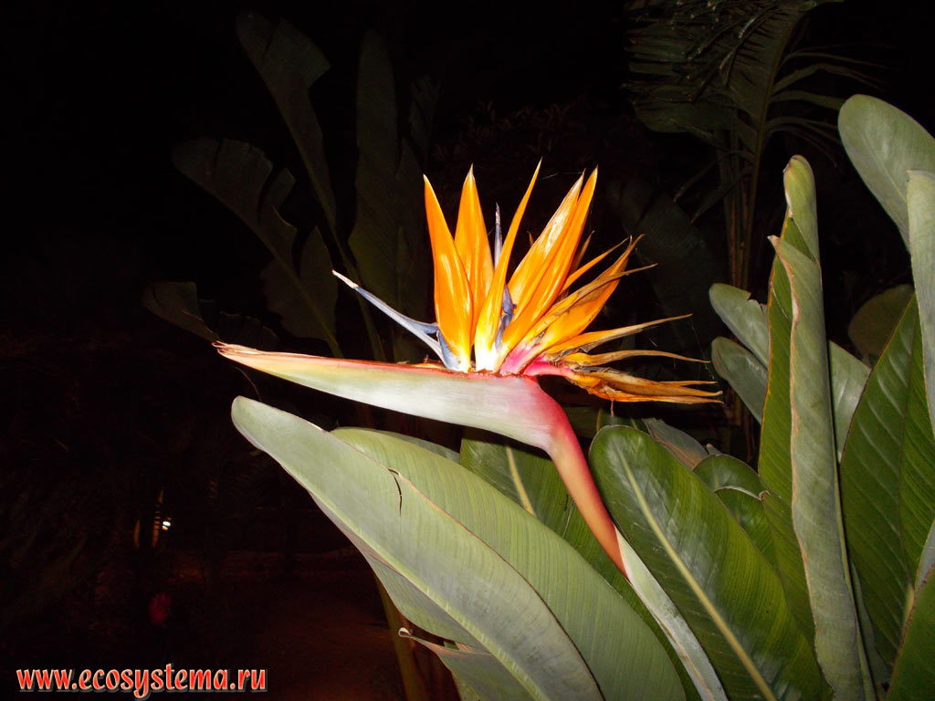 Стрелитция королевская, или мелколистная (Strelitzia reginae, или цветок райской птицы) в городских насаждениях, с цветком и листьями