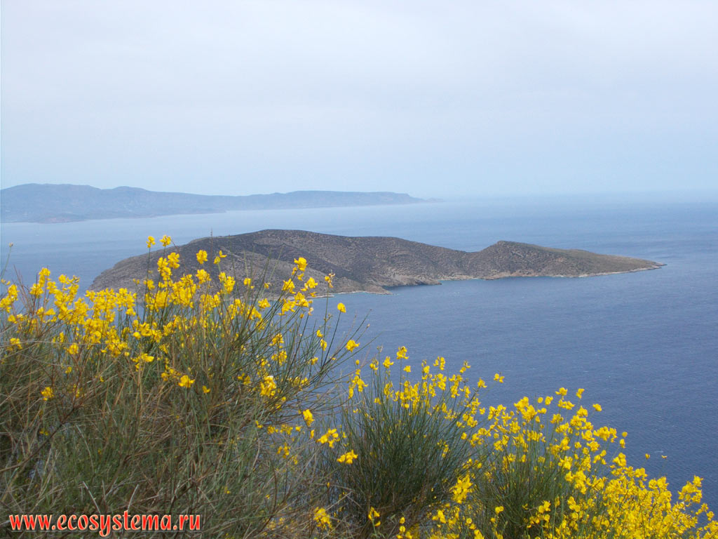 Вид на необитаемый остров Псира в заливе Мирабелло (Мирабелон) в Критском море и цветущий испанский дрок, или метельник ситниковый, или прутьевидный (Spartium junceum) на северном побережье острова Крит