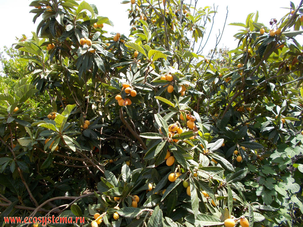 Эриоботрия, или локва, или мушмула японская (Eriobotrya japonica) со зрелыми плодами на улице приморского городка на побережье острова Крит