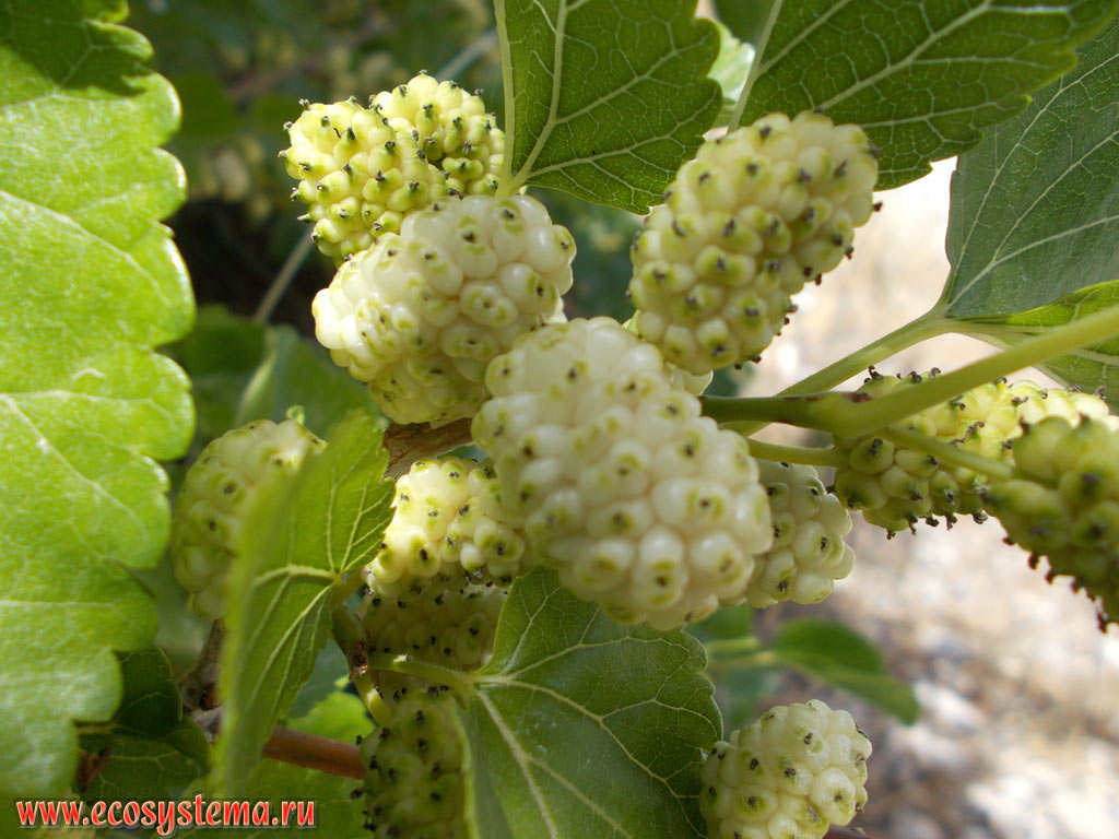 Зрелые плода шелковицы белой, или тута, или тутового дерева (Morus alba) на улице приморского городка на побережье острова Крит