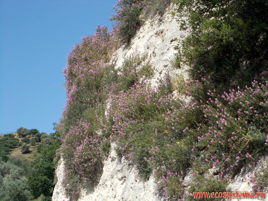 Заросли эбенуса критского ((Ebenus cretica) - эндемика Крита на скальном обнажении на горном склоне в центральной низкогорной части острова Крит