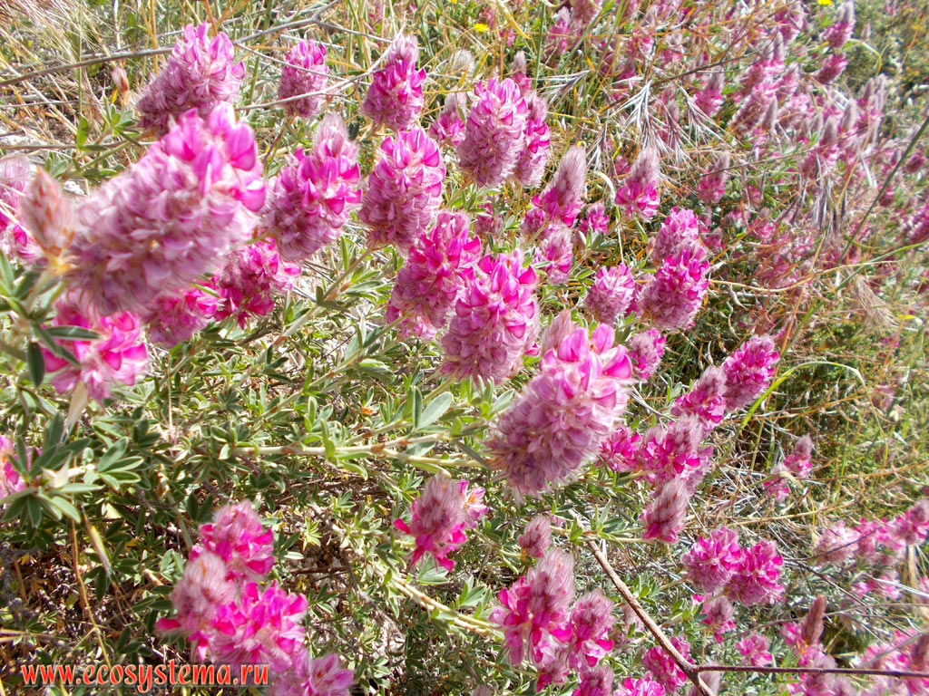 Цветущий эбенус критский (Ebenus cretica, семейство Бобовые - Fabaceae) - эндемика Крита на горном склоне в центральной низкогорной части острова Крит