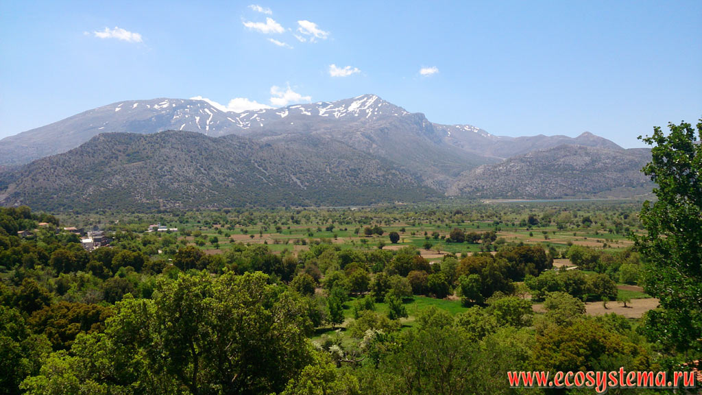 Mountain flat plateau of Lasithi with meadows-pastures and orchards (Peach, Apple, Cherry) at an altitude of 850 meters above sea level and the Dikti, or Dicte mountain chain