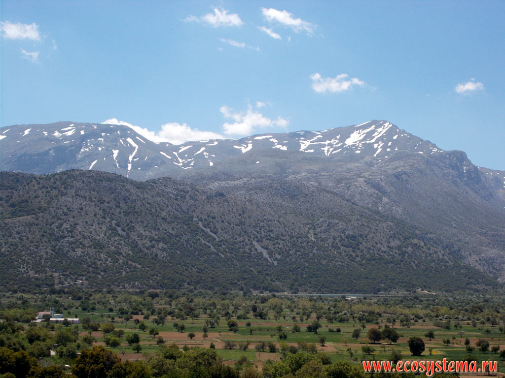 The Lasithi plateau with meadows-pastures and orchards (peach, apple, cherry) at an altitude of 850 meters above sea level and the Dikti, or Dicte mountain chain