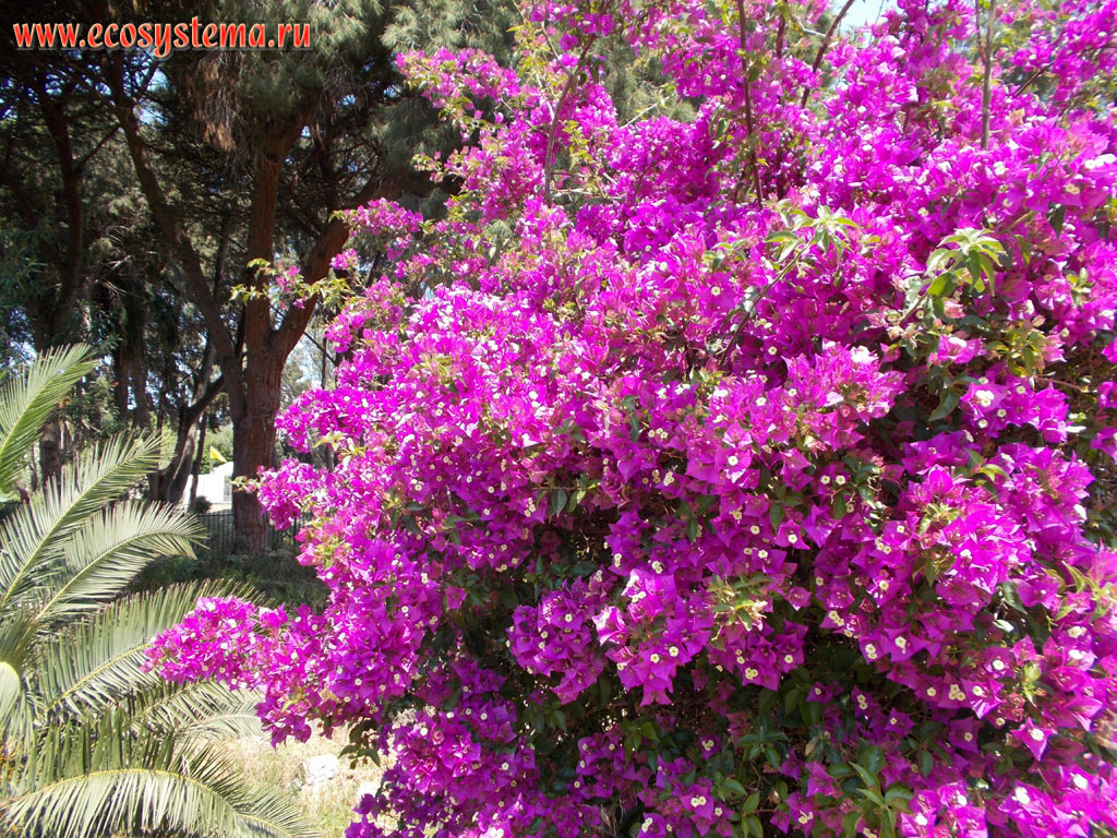 Flowering Bougainvillea bush in the Kos city park. Kos island