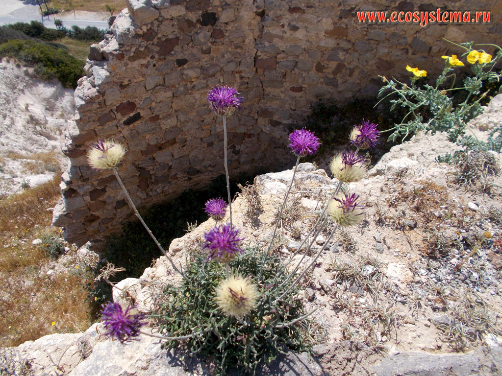Blooming Jurinea (Asteraceae family) on the edge of the ruined old town on the Kefalos Peninsula