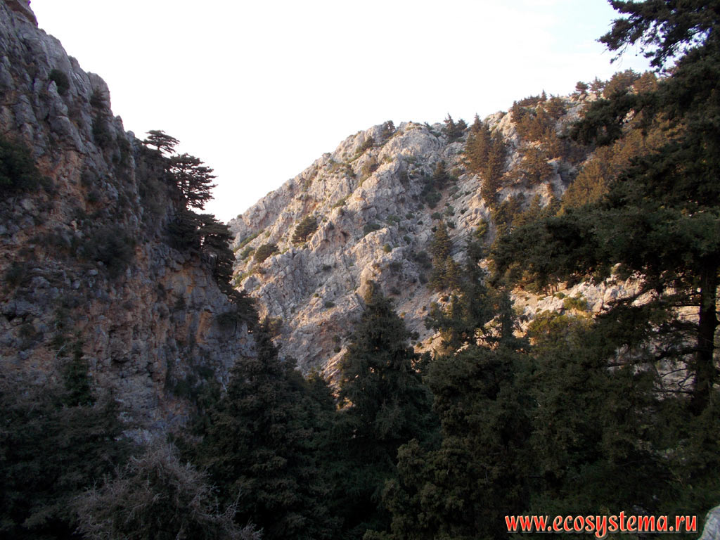 Светлохвойные леса с преобладанием сосны калабрийской (Pinus brutia) и можжевельников (Juniperus) на склонах горной гряды Дикеос, на высоте около 600 метров над уровнем моря
