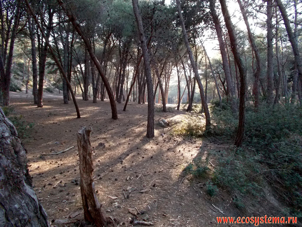 Light coniferous forest with predominance of Calabrian pine (Pinus brutia)