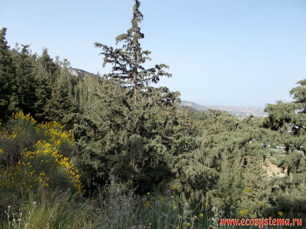 Светлохвойные леса с преобладанием можжевельников (Juniperus) и сосны калабрийской (Pinus brutia) на склонах горной гряды Дикеос, на высоте около 600 метров над уровнем моря