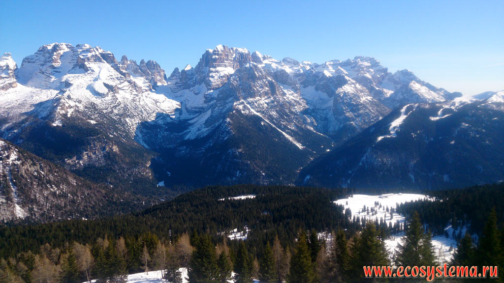 Groste mountain range in the Dolomites (part of the Eastern Alps) and slopes covered with dark coniferous forest with predomination of European Spruce (Picea abies)