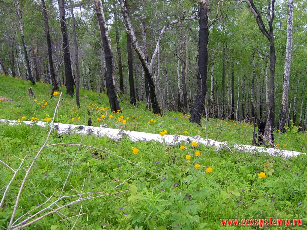 Осиново-березовый (мелколиственный) лес после низового пожара.
Мыс Лиственничный, Прибайкальский национальный парк, южное Прибайкалье