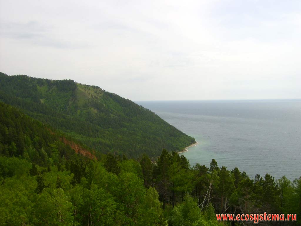 Mixed coniferous-deciduous (pine-aspen-birch) forests on the Listvennichniy (Larch) cape. Pribaikalsky National Park