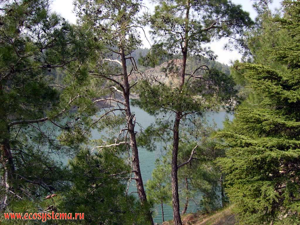 Водохранилище в горах и сосновые (светлохвойные) леса в горах Троодос (Тродос) на высотах 800-1300 м над уровнем моря.