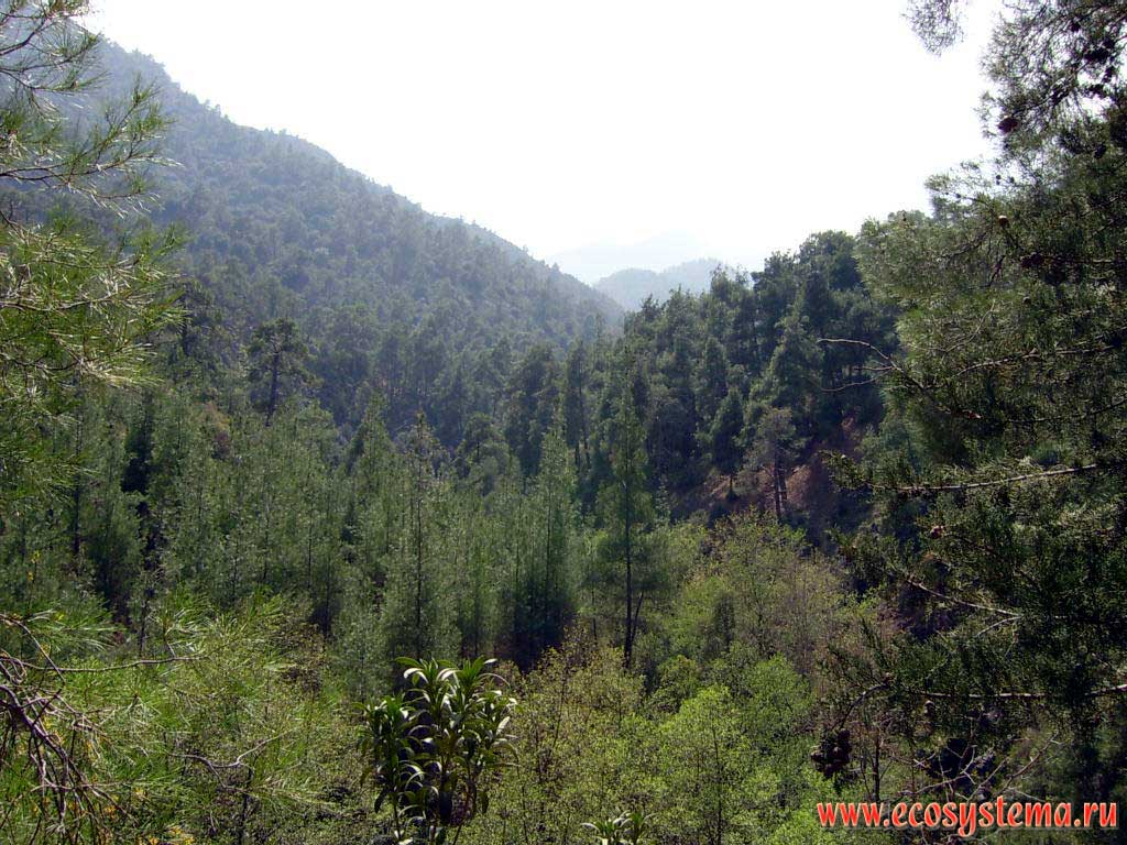 Troodos mountains. Pine forest at low altitudes.