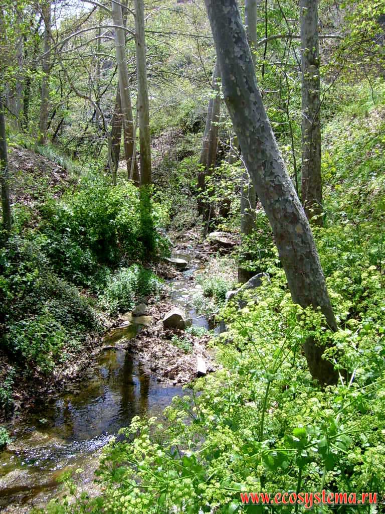 Широколиственный лес в долине ручья. Полуостров Акамас (Akamas),
западное побережье острова Кипр, Средиземноморье
