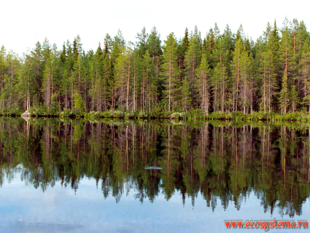 Сосновый (светлохвойный) лес берегу равнинного озера. Северная тайга, Лапландия, Фенноскандия