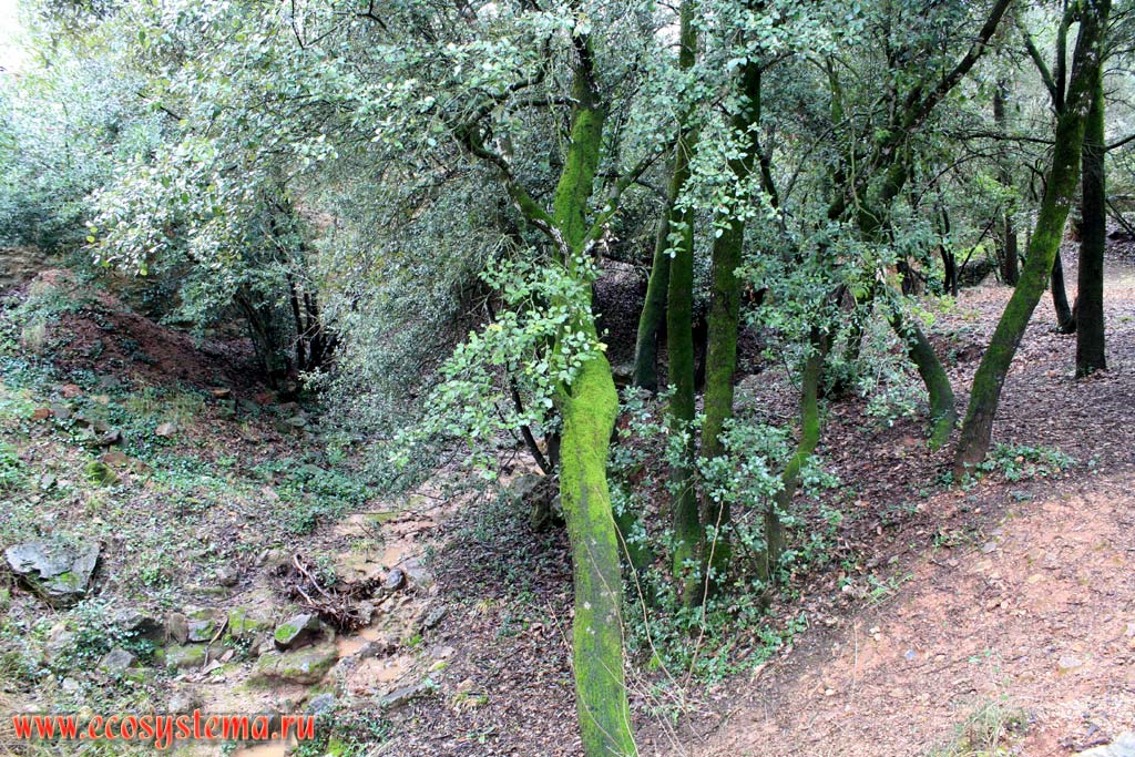 Evergreen subtropical forest (Mediterranean type) on the coastal lowland. South France, Provence, Frejus area