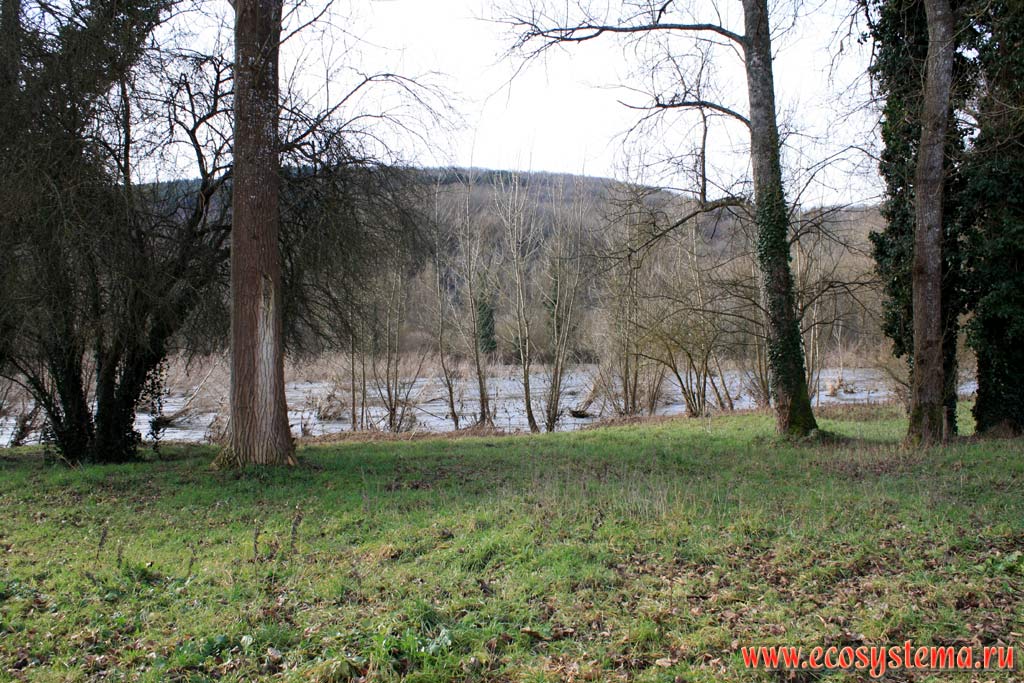 The floodplain broadleaved deciduous (temperate) forest on the bank of Dordogne river. South France, Lo (Lot), Souillac area