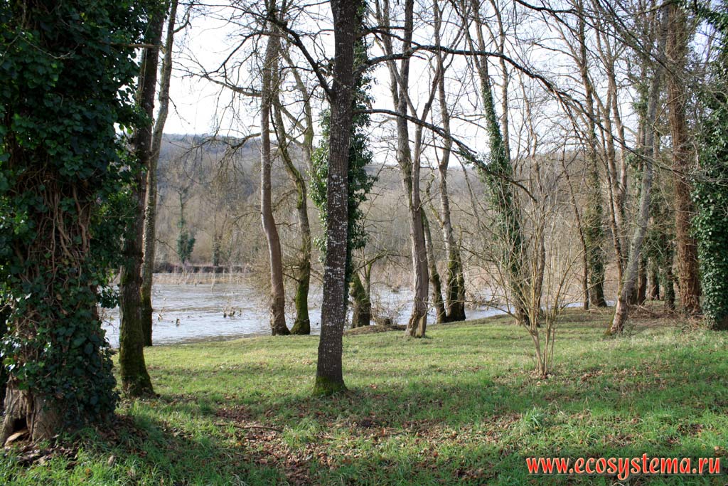 The floodplain broadleaved deciduous (temperate) forest on the bank of Dordogne river. South France, Lo (Lot), Souillac area