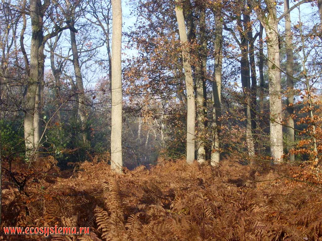 Широколиственный лес (дубрава) с густыми зарослями папоротника орляка (Pteridium sp), подлеском из падуба остролистного (Ilex aquifolium)(Common Holly) и подростом бука (Fagus). Лес Фонтенбло, 50 км южнее Парижа, регион Иль-де-Франс, северная Франция