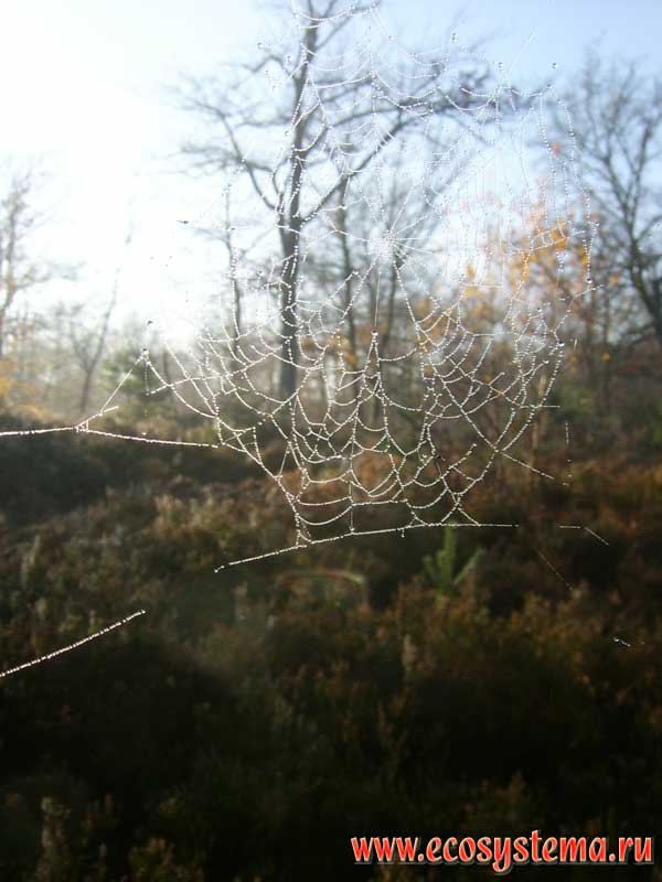 Осенняя паутина паука-крестовика (семейство кругопрядов - Araneidae). Туманное утро в лесу Фонтенбло. Регион Иль-де-Франс, 50 км южнее Парижа, северная Франция