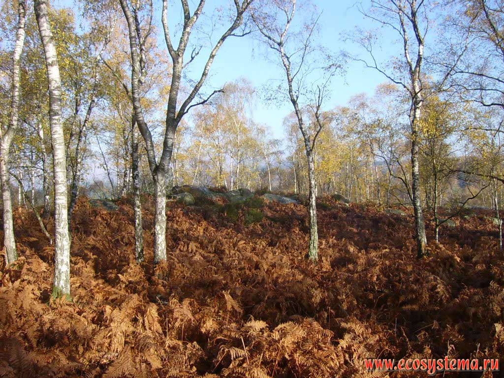 Мелколиственный лес (березовый лес, березняк) с густыми зарослями папоротника орляка (Pteridium sp) на скальных участках в лесу Фонтенбло (50 км южнее Парижа). Регион Иль-де-Франс, северная Франция