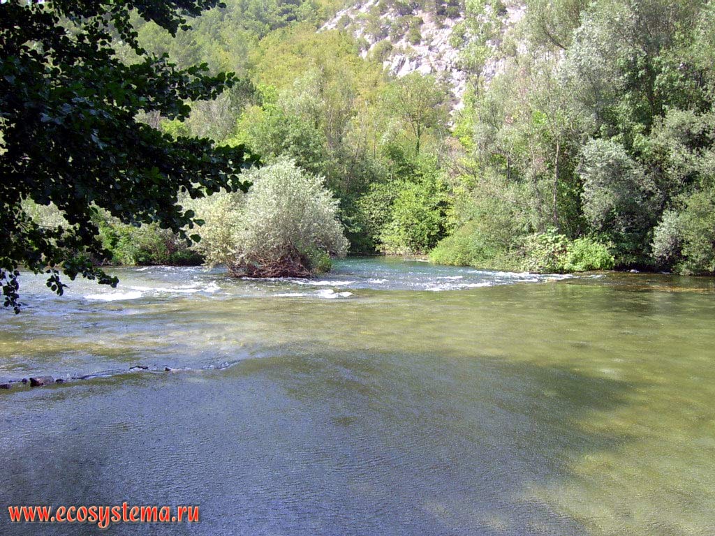 Река Цетина в среднем течении и ивово-тополевый пойменный лес. Мосорские горы в 10 км от Адриатического моря.
Средиземноморье, Балканский полуостров, Средняя Далмация, Хорватия