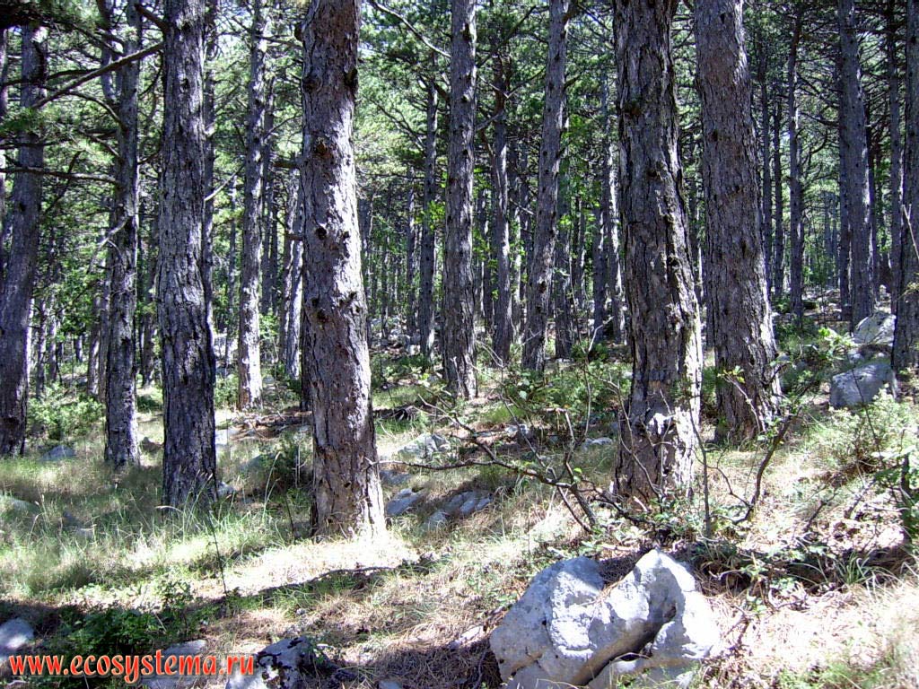 Сосновый (светлохвойный) лес в национальном парке Биоково. Высота - 500 м над уровнем моря.
Западный склон Динарского нагорья. Средиземноморье, Балканский полуостров, Средняя Далмация, Хорватия