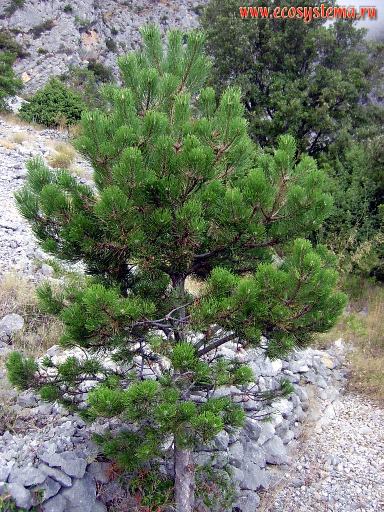 Черная далматинская сосна (Pinus nigra)