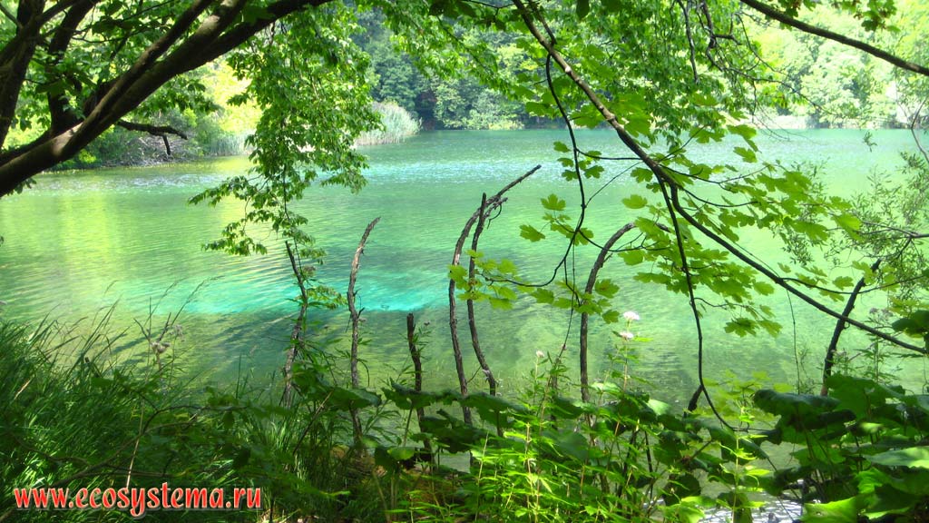 Зелёные воды одного из 16 каскадных карстовых озер в окружении широколиственных (буковых) лесов. Национальный парк Плитвицкие озера,
Балканский полуостров, Северная Далмация, Хорватия